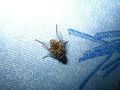 Mouche