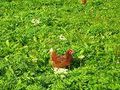 Poule