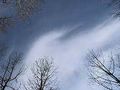 Trees1