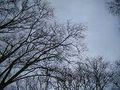 trees2